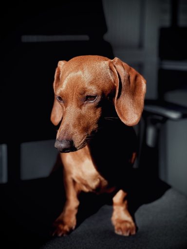 Brauner Dackel sitzt auf schwarzem Schreibtischstuhl