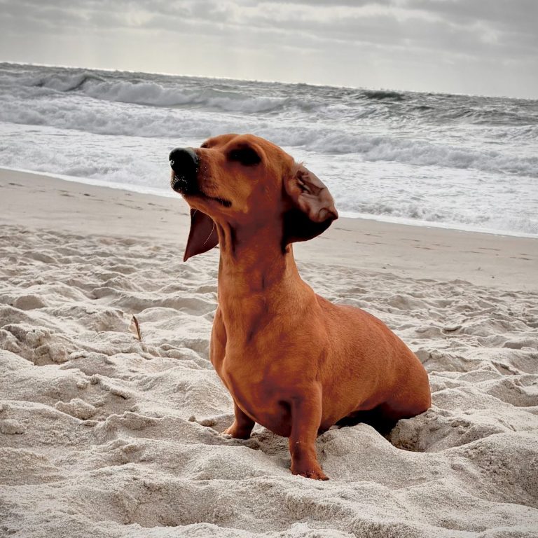 Brauner Dackel sitzt im Sand am Strand im Hintergrund das Meer