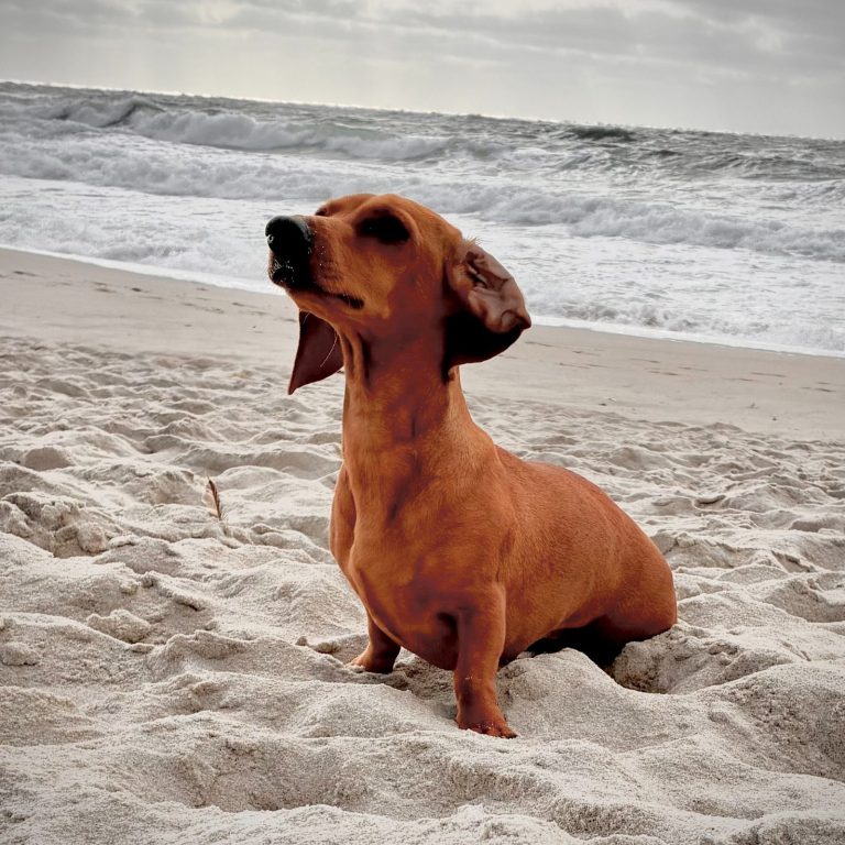 Brauner Dackel sitzt im Sand am Strand im Hintergrund das Meer