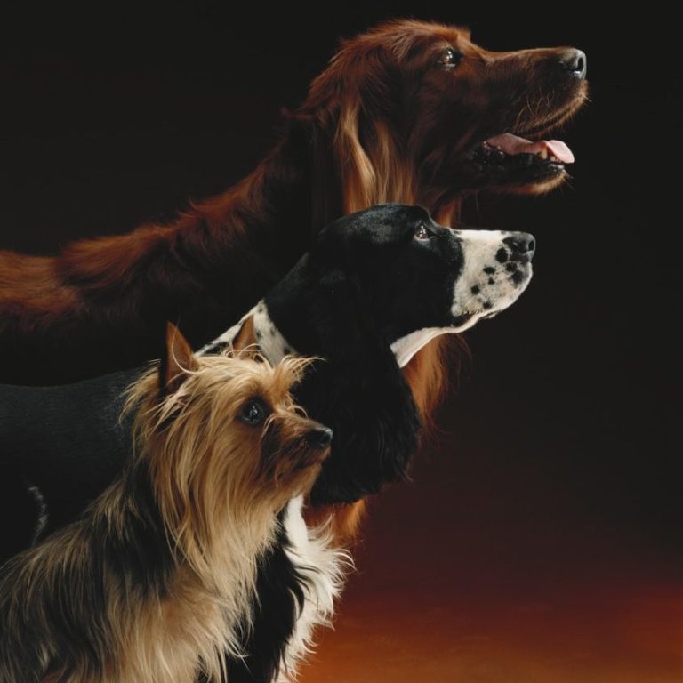 Mitgliedschaften 3 unterschiedliche Hunde stehen nebeneinander und blicken in die gleiche Richtung